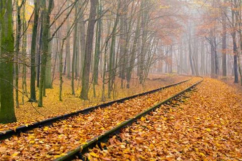 Autumn forest Stock Photos