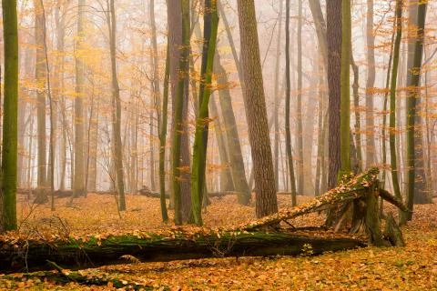 Autumn forest Foto stock