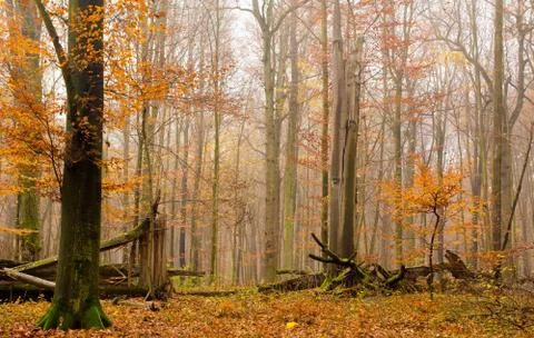 Autumn forest Stock Photos