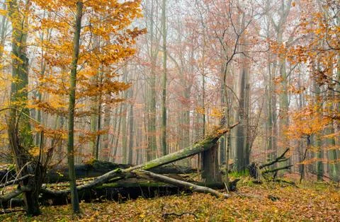 Autumn forest Stock Photos