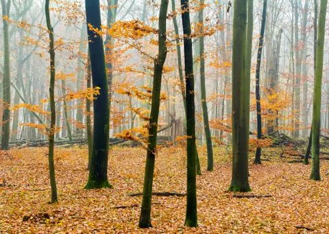 Autumn forest Stock Photos