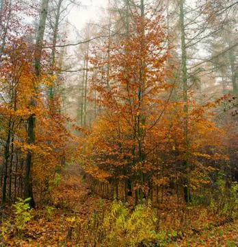 Autumn forest Stock Photos