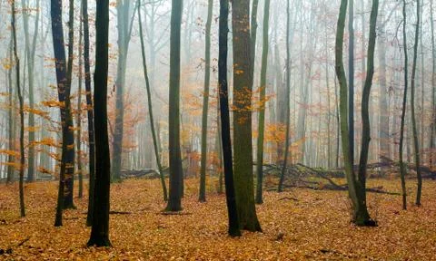 Autumn forest Stock Photos
