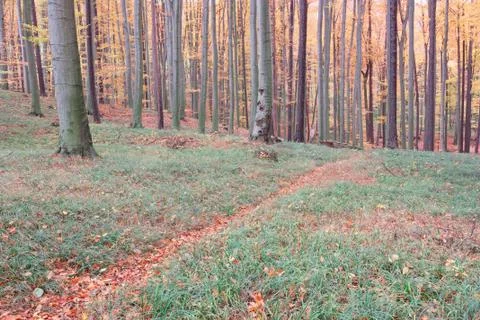 Autumn forest Stock Photos