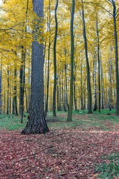 Autumn Forest Stock Photos