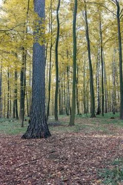 Autumn forest Stock Photos
