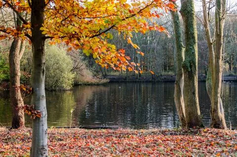 Autumn forest Stock Photos