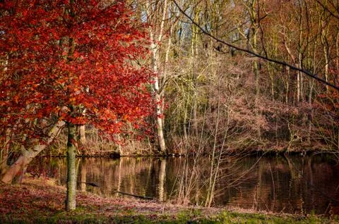 Autumn forest Stock Photos