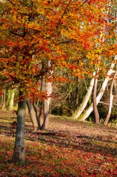 Autumn forest Stock Photos