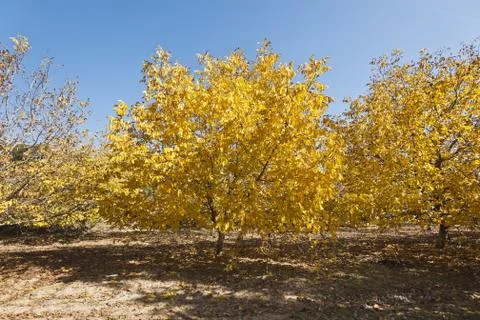 Autumn forest Stock Photos
