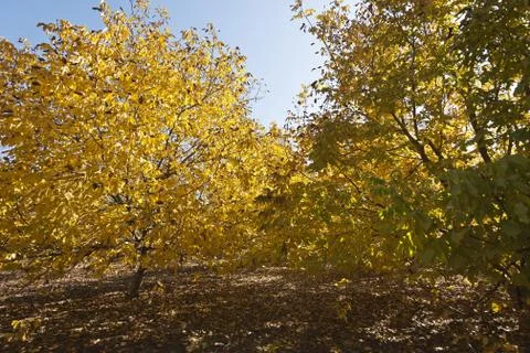 Autumn forest Stock Photos
