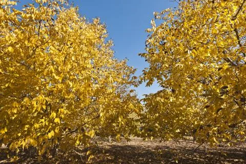 Autumn forest Stock Photos