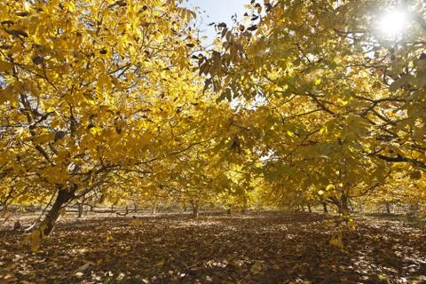 Autumn forest Stock Photos