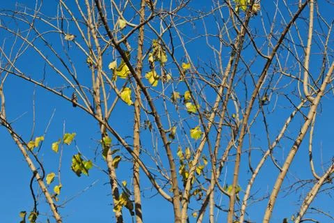 Autumn forest Stock Photos