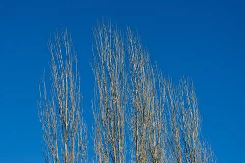 Autumn forest Stock Photos