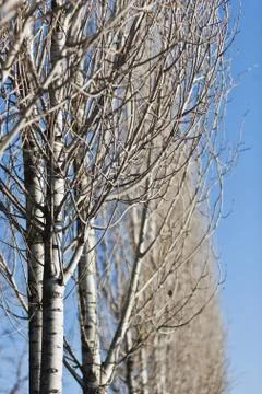 Autumn forest Stock Photos