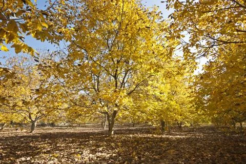 Autumn forest Stock Photos