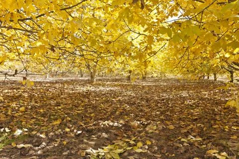 Autumn forest Stock Photos
