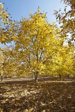Autumn forest Stock Photos