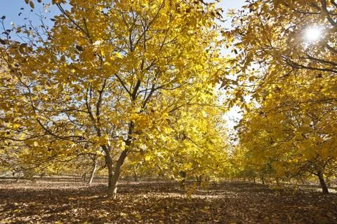 Autumn forest Stock Photos