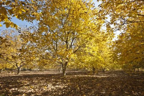 Autumn forest Stock Photos