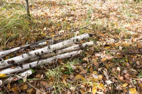 Autumn forest Stock Photos