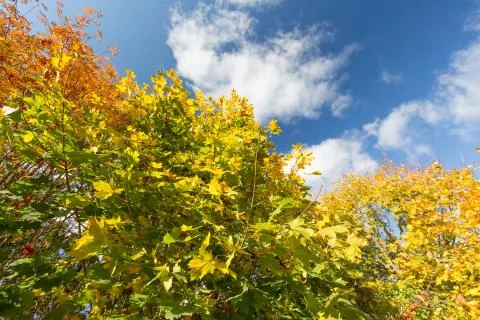 Autumn forest Stock Photos