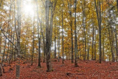 Autumn forest Stock Photos