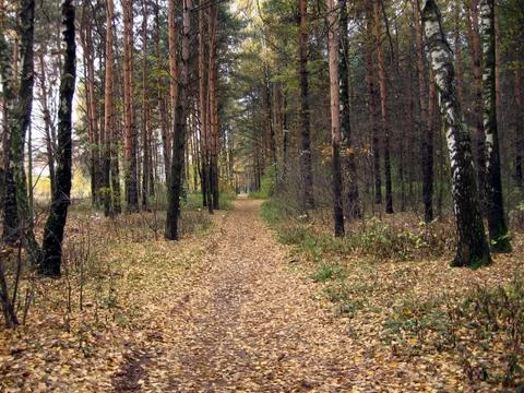 Autumn forest Stock Photos