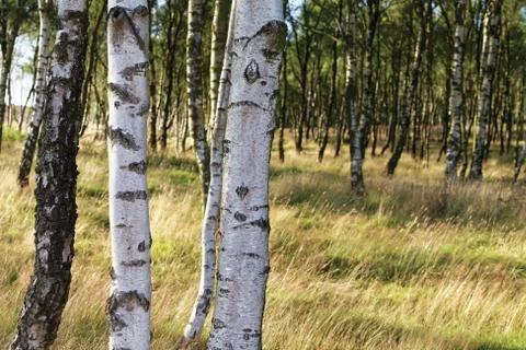Autumn forest Stock Photos