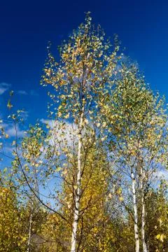 Autumn forest Stock Photos