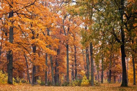 Autumn forest Stock Photos