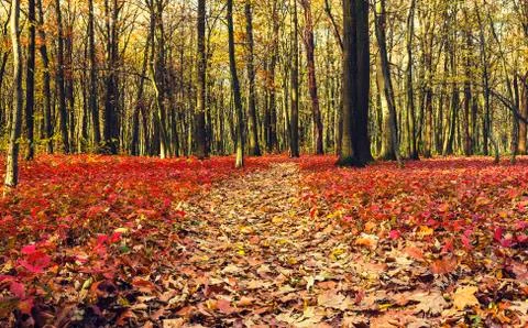 Autumn forest Stock Photos