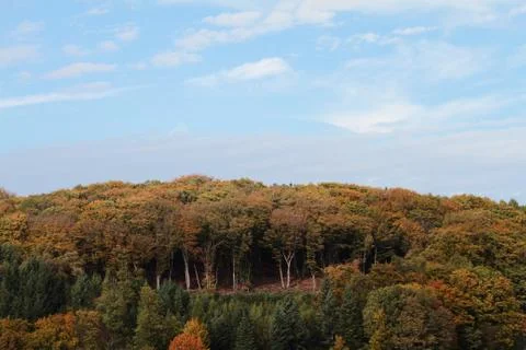 Autumn Forest Stock Photos