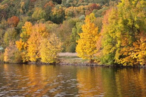 Autumn Forest Stock Photos