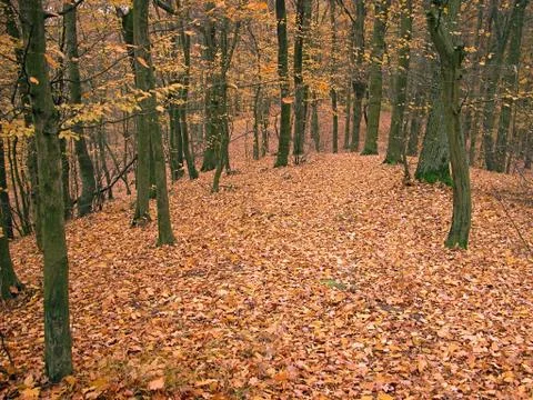 Autumn in forest Stock Photos