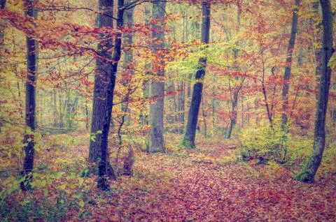 Autumn forest Stock Photos