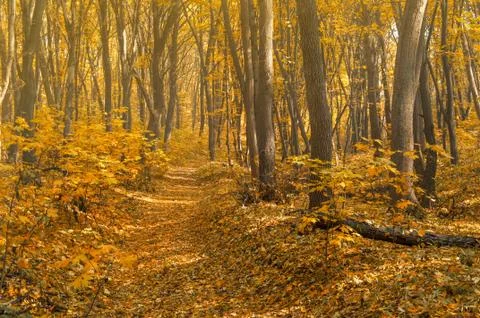 Autumn forest Stock Photos