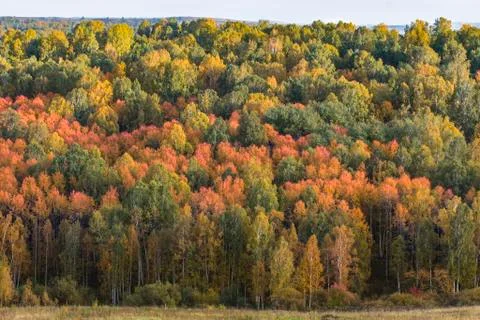 Autumn forest 스톡 사진