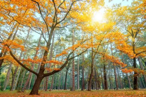 Autumn forest Foto stock