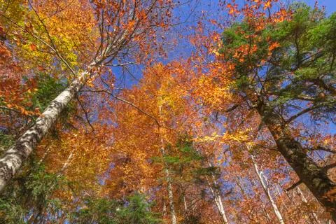 Autumn in the forest Stock Photos