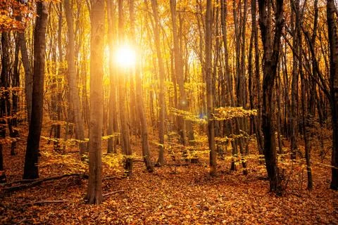 Autumn in the forest Stock Photos