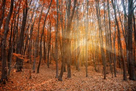 Autumn in the forest Stock Photos