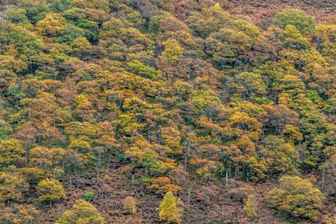 Autumn forest Stock Photos