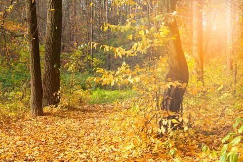 Autumn in the forest Stock Photos