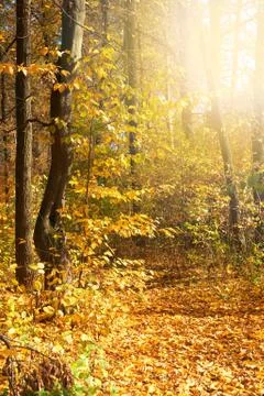 Autumn in the forest Stock Photos