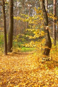 Autumn in the forest Stock Photos