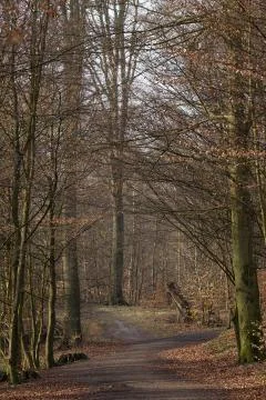 Autumn forest Stock Photos