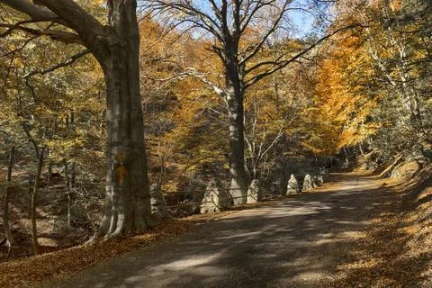 Autumn in the forest Stock Photos