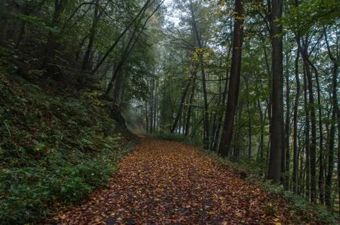 Autumn forest Foto stock